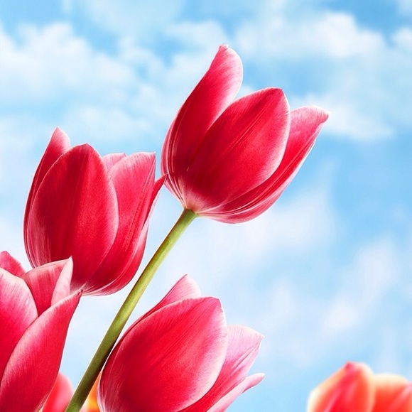 Meet your Posher, Michele - Picture 1 of 1